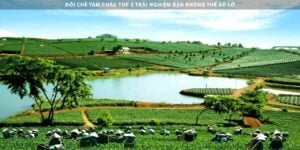 Đồi chè Tâm Châu Top 5 Trải Nghiệm Bạn Không Thể Bỏ Lỡ