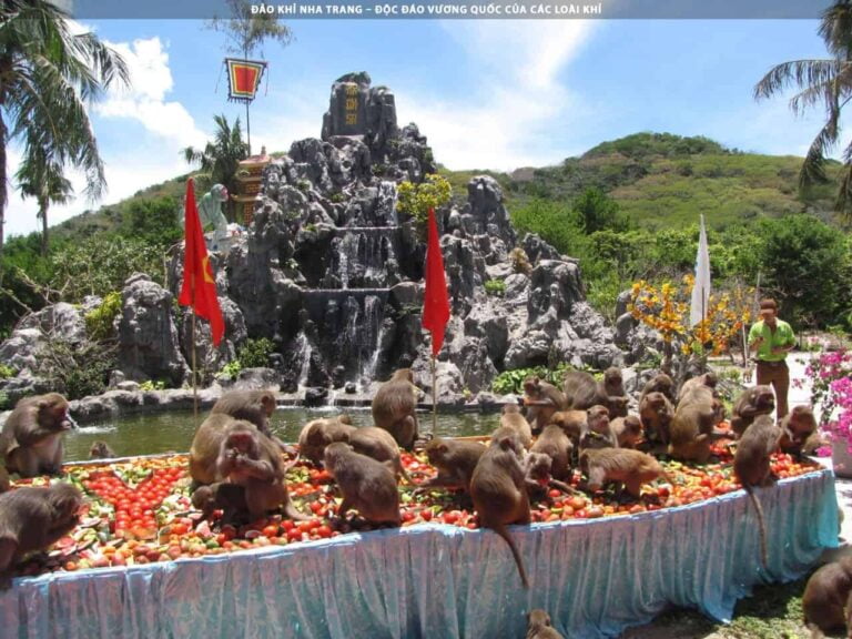 Đảo Khỉ Nha Trang: Khám phá Vương Quốc của Các Loài Khỉ