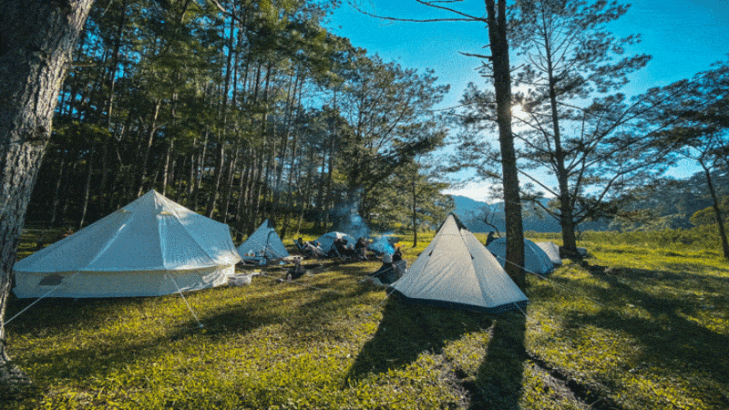 Cắm trại giữa rừng thông chắc chắn sẽ khiến bạn thích thú vô cùng