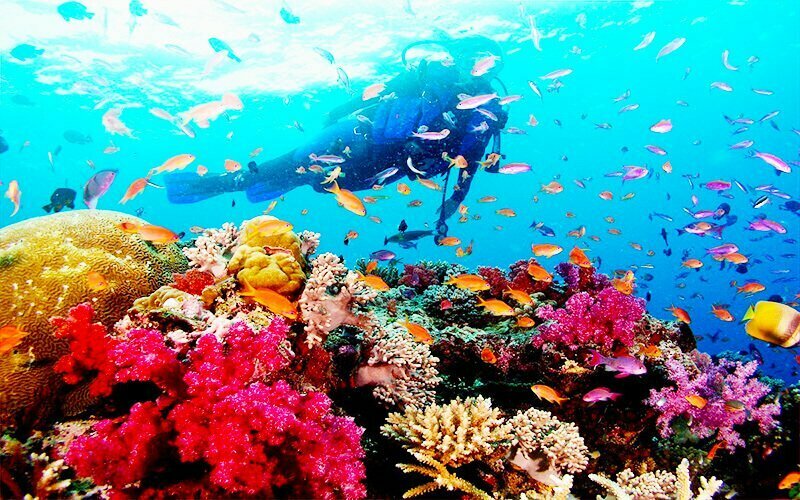 Trải nghiệm lặn ngắm san hô ở Hòn Sơn thú vị không thể bỏ lỡ