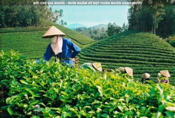 Đồi chè Gia Nghĩa vẻ đẹp thiên nhiên xanh mướt