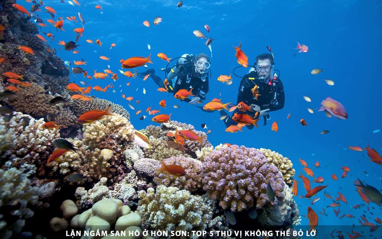 Lặn ngắm san hô ở Hòn Sơn: Top 5 thú vị không thể bỏ lỡ
