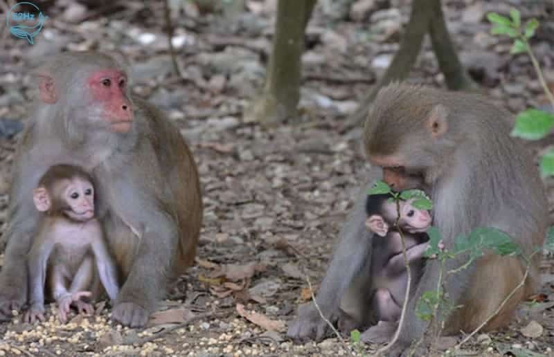 Các chú khỉ con rất quấn quýt với mẹ của mình