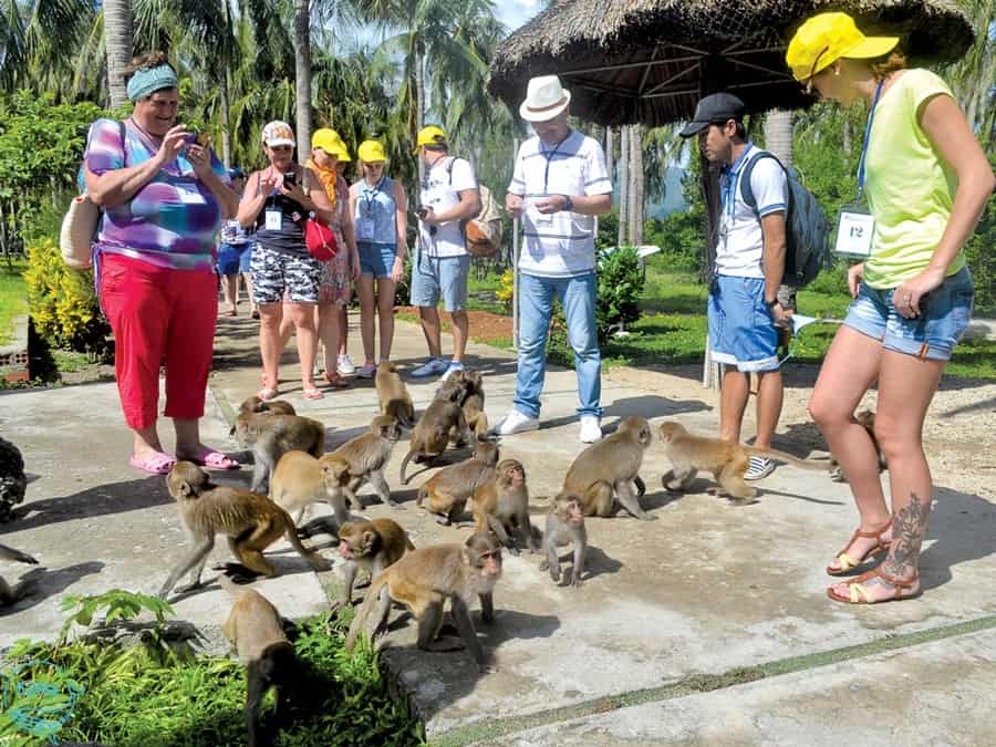 Đảo Khỉ Nha Trang: Khám phá Vương Quốc của Các Loài Khỉ
